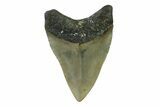 Serrated, Fossil Megalodon Tooth - North Carolina #338471-1